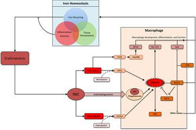 The Heme Connection: Linking Erythrocytes and Macrophage Biology